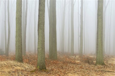 Coastal Beech Forest with Fog, Gespensterwald, Nienhagen, Bad Doberan, Western Pomerania, Germany Foto de stock - Sin royalties Premium, Código: 600-07802907