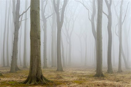 Coastal Beech Forest with Fog, Gespensterwald, Nienhagen, Bad Doberan, Western Pomerania, Germany Photographie de stock - Premium Libres de Droits, Code: 600-07802908