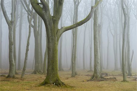 entlaubter baum - Coastal Beech Forest with Fog, Gespensterwald, Nienhagen, Bad Doberan, Western Pomerania, Germany Photographie de stock - Premium Libres de Droits, Code: 600-07802909