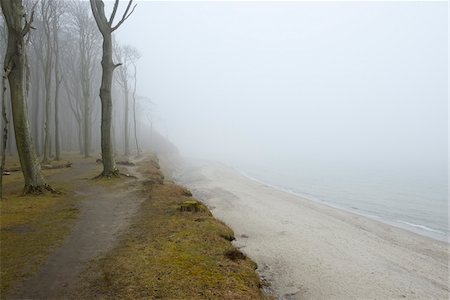 Coastal Beech Forest and Baltic Sea with Path and Fog, Gespensterwald, Nienhagen, Bad Doberan, Western Pomerania, Germany Photographie de stock - Premium Libres de Droits, Code: 600-07802903