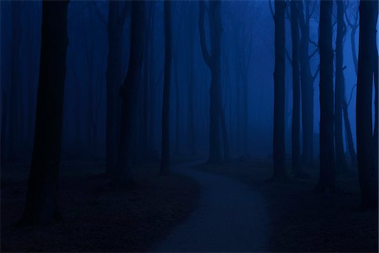 Coastal Beech Forest with Path and Fog in Night, Gespensterwald, Nienhagen, Bad Doberan, Western Pomerania, Germany Stock Photo - Premium Royalty-Free, Artist: Raimund Linke, Image code: 600-07802918