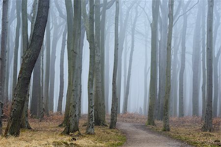 Coastal Beech Forest with Path and Fog, Gespensterwald, Nienhagen, Bad Doberan, Western Pomerania, Germany Foto de stock - Sin royalties Premium, Código: 600-07802913