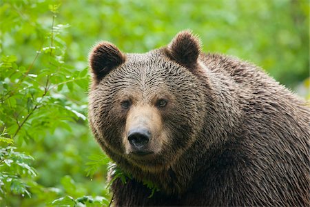 European Brown Bear (Ursus arctos arctos), Bavarian Forest National Park, Bavaria, Germany Foto de stock - Sin royalties Premium, Código: 600-07802979