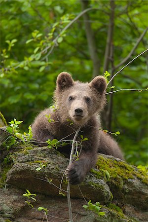petit (jeune animal) - Brown Bear Cub (Ursus arctos), Bavarian Forest National Park, Bavaria, Germany Photographie de stock - Premium Libres de Droits, Code: 600-07802989