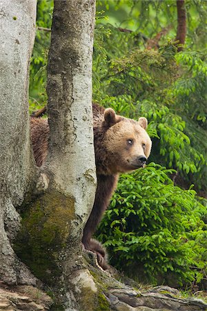 simsearch:700-08548003,k - European Brown Bear (Ursus arctos arctos), Bavarian Forest National Park, Bavaria, Germany Foto de stock - Sin royalties Premium, Código: 600-07802993