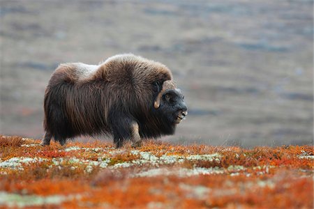 simsearch:600-03622677,k - Muskox (Ovibos moschatus), Dovrefjell Sunndalsfjella National Park, Norway Foto de stock - Royalty Free Premium, Número: 600-07803013