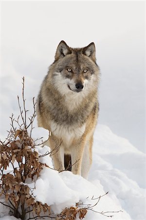 simsearch:700-08386154,k - Close-up portrait of Wolf (Canis lupus) in winter, Bavarian Forest National Park, Bavaria, Germany Photographie de stock - Premium Libres de Droits, Code: 600-07803045