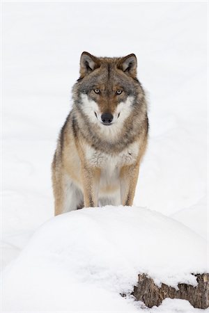 Close-up portrait of Wolf (Canis lupus) in winter, Bavarian Forest National Park, Bavaria, Germany Stock Photo - Premium Royalty-Free, Code: 600-07803048