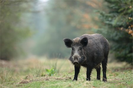 simsearch:600-07803029,k - Portrait of Wild Boar (Sus scrofa), Germany Fotografie stock - Premium Royalty-Free, Codice: 600-07803056