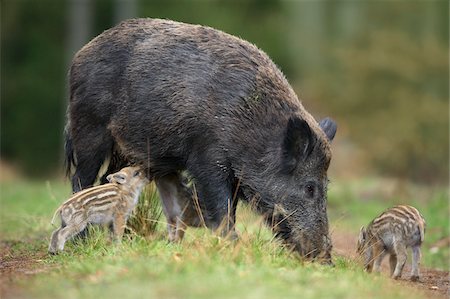 Close-up of Wild Boars (Sus scrofa), Mother with Young, Germany Foto de stock - Sin royalties Premium, Código: 600-07803059