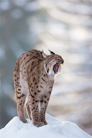 European Lynx (Lynx lynx) yawning in winter, Bavarian Forest National Park, Bavaria, Germany Photographie de stock - Premium Libres de Droits, Code: 600-07803050