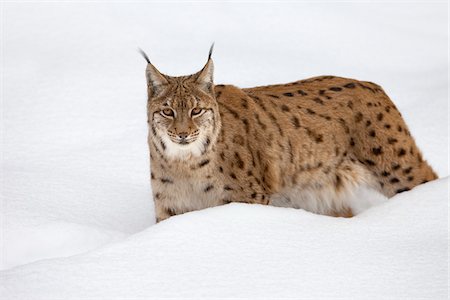 simsearch:600-07966103,k - Portrait of European Lynx (Lynx lynx) in winter, Bavarian Forest National Park, Bavaria, Germany Stock Photo - Premium Royalty-Free, Code: 600-07803060