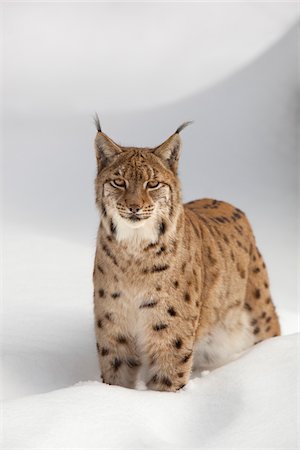 Portrait of European Lynx (Lynx lynx) in winter, Bavarian Forest National Park, Bavarai, Germany Stockbilder - Premium RF Lizenzfrei, Bildnummer: 600-07803061