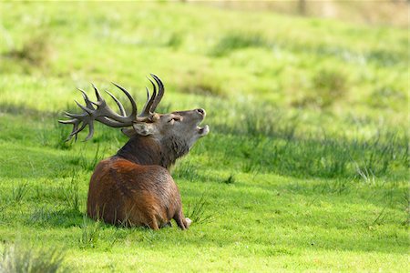 european red deer - Roaring red deer (Cervus elaphus) male lying in a meadow in autumn, Bavarian Forest national Park, Bavaria, Germany Stock Photo - Premium Royalty-Free, Code: 600-07803207