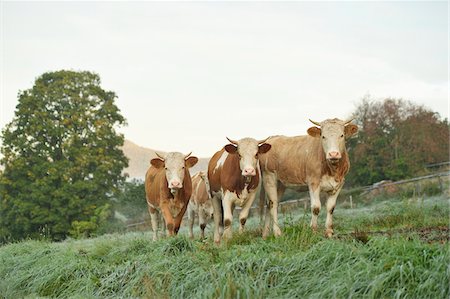 Cattle (Bos) Standing in Meadow on Early Morning in Autumn, Bavarian Forest National Park, Bavaria, Germany Foto de stock - Sin royalties Premium, Código: 600-07810451