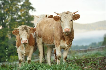 rind (tier) - Cattle (Bos) Standing in Meadow on Early Morning in Autumn, Bavarian Forest National Park, Bavaria, Germany Stockbilder - Premium RF Lizenzfrei, Bildnummer: 600-07810453