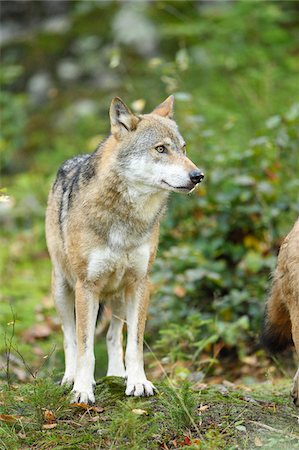 Eurasian Wolf (Canis lupus lupus) in Forest in Autumn, Bavarian Forest National Park, Bavaria, Germany Foto de stock - Sin royalties Premium, Código: 600-07810461