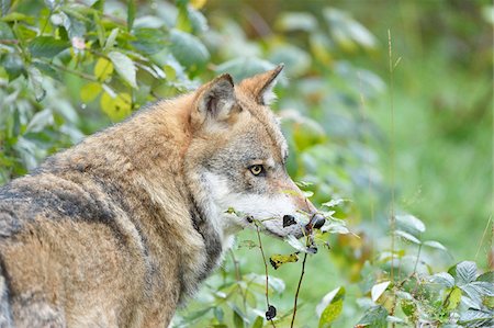 Eurasian Wolf (Canis lupus lupus) in Forest in Autumn, Bavarian Forest National Park, Bavaria, Germany Foto de stock - Sin royalties Premium, Código: 600-07810462