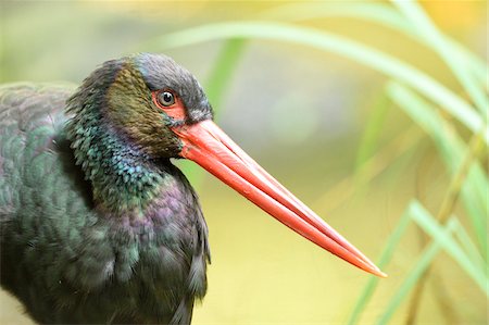 Portrait of Black Stork (Ciconia nigra) in Forest in Autumn, Bavarian Forest National Park, Bavaria, Germany Foto de stock - Sin royalties Premium, Código: 600-07810472