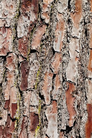 Close-up of Bark on Tree Trunk, Royan, Charente-Maritime, France Stock Photo - Premium Royalty-Free, Code: 600-07810557