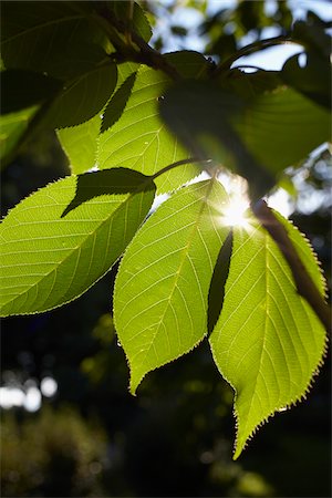 spring sun - Close-up of green, backlit leaf with sunray, Germany Stock Photo - Premium Royalty-Free, Code: 600-07844395