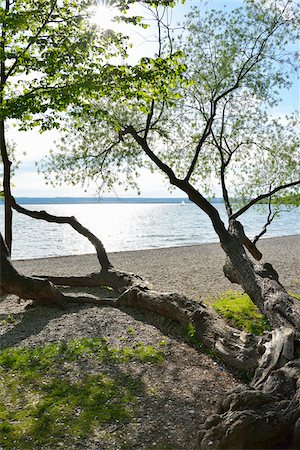 fünfseenland - Lakeside beach with tree lying on ground, Herrsching am Ammersee, Lake Ammersee, Fuenfseenland, Upper Bavaria, Bavaria, Germany Stockbilder - Premium RF Lizenzfrei, Bildnummer: 600-07844416