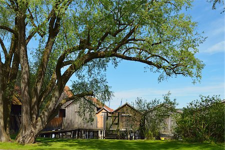 funfseenland - Trees and Wooden Boathouses on Lake, Diessen am Ammersee, Lake Ammersee, Fuenfseenland, Upper Bavaria, Bavaria, Germany Stock Photo - Premium Royalty-Free, Code: 600-07844412