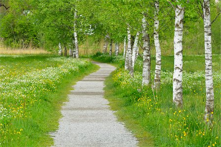 footpath - Path with Birch Trees in Spring, Schlehdorf, Kochelsee, Upper Bavaria, Bavaria, Germany Stock Photo - Premium Royalty-Free, Code: 600-07844425