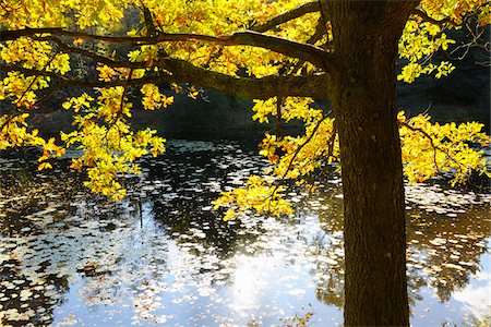 simsearch:600-07783639,k - Autumn Colored Oak Tree with Sunlight, Stuedenbach, Eppenbrunn, Pfaelzerwald, Rhineland-Palatinate, Germany Foto de stock - Sin royalties Premium, Código: 600-07844437