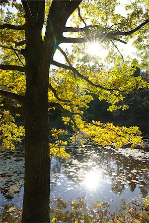 Autumn Colored Oak Tree with Sun, Stuedenbach, Eppenbrunn, Pfaelzerwald, Rhineland-Palatinate, Germany Stockbilder - Premium RF Lizenzfrei, Bildnummer: 600-07844438