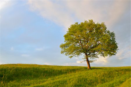 simsearch:600-05452167,k - Meadow with Tree, Upper Bavaria, Bavaria, Germany Stock Photo - Premium Royalty-Free, Code: 600-07844430