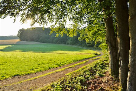 strada sterrata - Dirt Road on Edge of Forest with Sun, Glashofen, Odenwald, Baden-Wurttemberg, Germany Fotografie stock - Premium Royalty-Free, Codice: 600-07844568