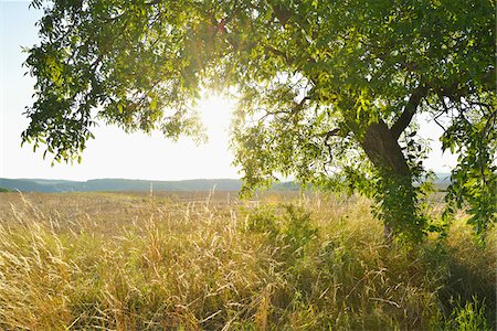 Walnut Tree in Summer with Sun, Arnstein, Franconia, Bavaria, Germany Foto de stock - Royalty Free Premium, Número: 600-07844572