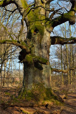 Old Oak Tree, Urwald Sababurg, Hofgeismar, Reinhardswald, Hesse, Germany Stock Photo - Premium Royalty-Free, Code: 600-07844589