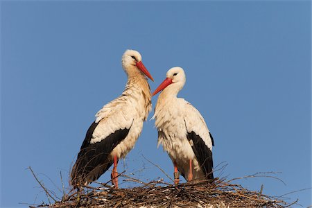 White Storks (Ciconia ciconia) Standing on Nest, Germany Foto de stock - Royalty Free Premium, Número: 600-07844614