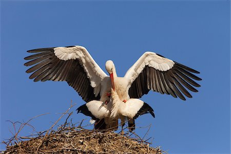 simsearch:400-08333897,k - White Storks (Ciconia ciconia) Mating in Nest, Germany Stockbilder - Premium RF Lizenzfrei, Bildnummer: 600-07844615