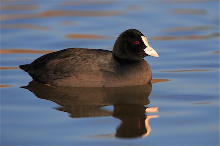 simsearch:600-07802717,k - Portrait of Eurasian Coot (Fulica atra) on Water, Germany Photographie de stock - Premium Libres de Droits, Code: 600-07844627