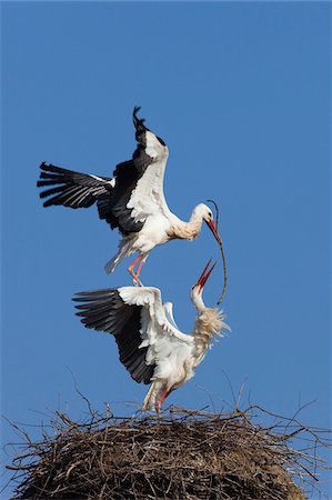 simsearch:700-09245637,k - White Storks (Ciconia ciconia) Building Nest, Germany Stock Photo - Premium Royalty-Free, Code: 600-07844621