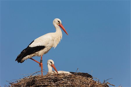 simsearch:600-07363864,k - White Storks (Ciconia ciconia) in Nest, Germany Stock Photo - Premium Royalty-Free, Code: 600-07844631