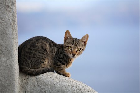 pussy picture - Portrait of Domestic Cat (Felis catus), Oia, Santorini, Greece Foto de stock - Sin royalties Premium, Código: 600-07844632
