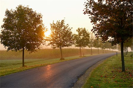 Scenic view of Norway maple (Acer platanoides) trees lining a street at sunrise in autumn, Upper Palatinate, Bavaria, Germany Foto de stock - Sin royalties Premium, Código: 600-07848034