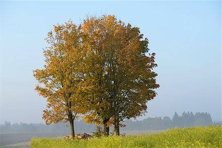 simsearch:600-07844544,k - Scenic view of Norway maple (Acer platanoides) trees in autumn, Upper Palatinate, Bavaria, Germany Foto de stock - Sin royalties Premium, Código: 600-07848035