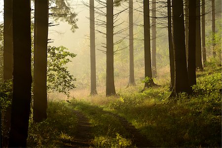 path through forest floor - Scenic view of a Norway spruce (Picea abies) forest on a foggy morning in autumn, Upper Palatinate, Bavaria, Germany Stock Photo - Premium Royalty-Free, Code: 600-07848037