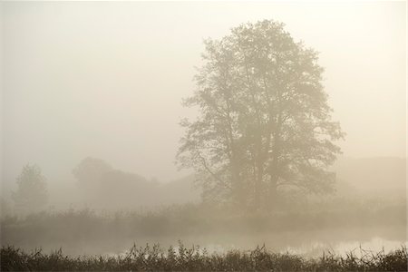 View of common alder (Alnus glutinosa) trees beside a small lake on an early, foggy morning in autumn, Upper Palatinate, Bavaria, Germany Stockbilder - Premium RF Lizenzfrei, Bildnummer: 600-07848038