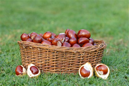 Horse-chestnuts (Aesculus hippocastanum) in a basket on grass in sumer, Bavaria, Germany Photographie de stock - Premium Libres de Droits, Code: 600-07848033