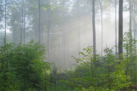 Sunbeams in Beech Forest, Fagus sylvatica, Spessart, Bavaria, Germany, Europe Stock Photo - Premium Royalty-Free, Code: 600-07848046