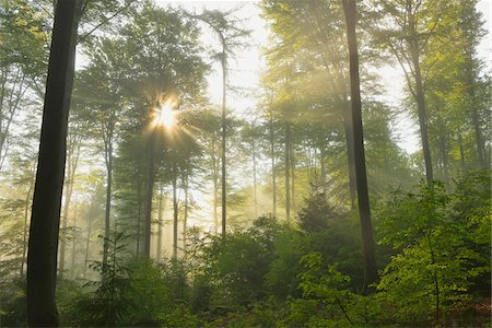 Sunbeams in Beech Forest, Spessart, Bavaria, Germany, Europe Photographie de stock - Premium Libres de Droits, Code: 600-07848047