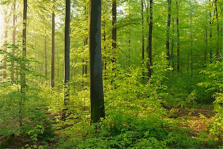 rotbuche - Beech Forest in Spring, Spessart, Bavaria, Germany, Europe Stockbilder - Premium RF Lizenzfrei, Bildnummer: 600-07848041