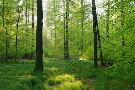 forest light - Beech Forest in Spring, Spessart, Bavaria, Germany, Europe Stock Photo - Premium Royalty-Free, Code: 600-07848042