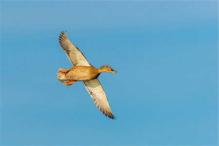 simsearch:841-05783256,k - Mallard (Anas platyrhynchos) Female, flying against blue sky, Hesse, Germany, Europe Photographie de stock - Premium Libres de Droits, Code: 600-07848056